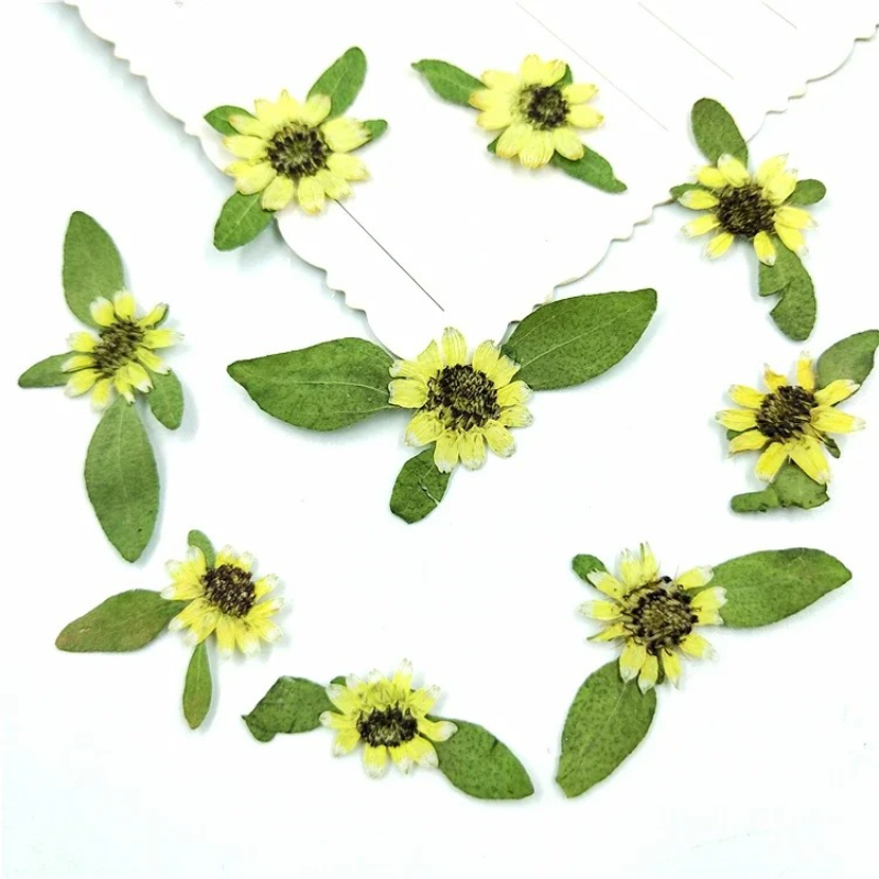 Art Craft 2 Year Olds - 24 pièces, mini tournesols pressés naturels,