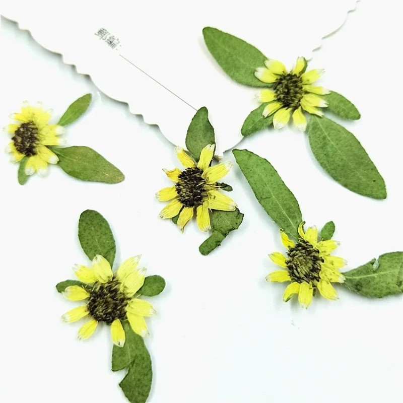 24 pièces, mini tournesols pre - Art Craft 2 Year Olds avis et prix
