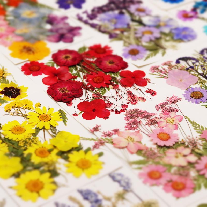 Vraies fleurs de plantes séché - Art Craft Flower Making avis et prix